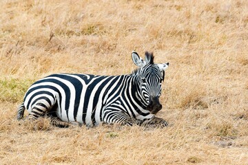 zebras in amboseli national park