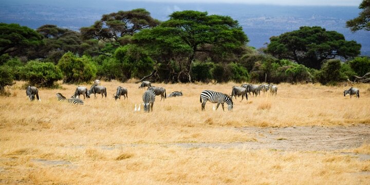 zebras in amboseli national park