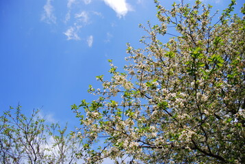 Fototapeta premium flowering tree against the background of a blue sky