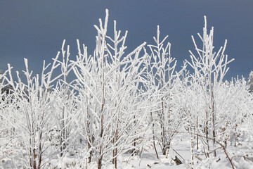 Winter Landscape with Snow-Covered Trees In Forest