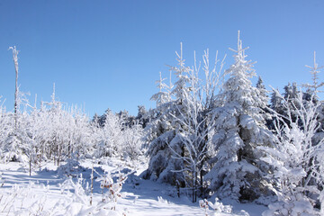 Winter Landscape with Snow-Covered Trees In Forest