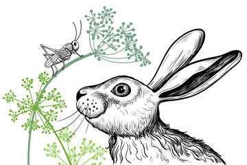 .A cute hare examines a grasshopper sitting on a dill twig. Vector realistic drawing. Wildlife vintage illustration. © INESA