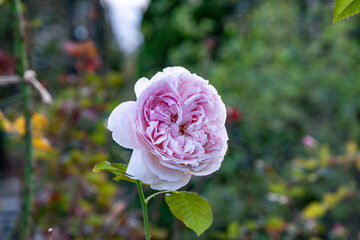 Pink flower and some plants