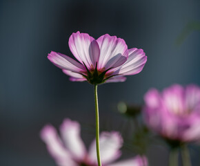 closeup of Galsang flower petal