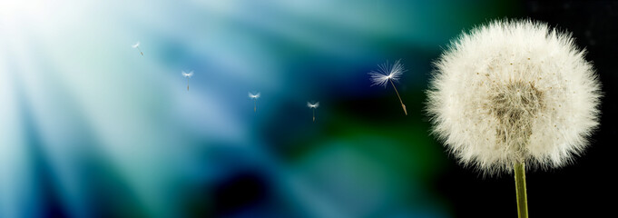 An image of a dandelion and seeds flying away from it.