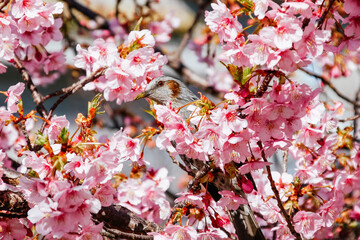 Bird eating nectar from cherry blossoms