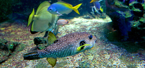Naklejka na ściany i meble fish in aquarium on coral
