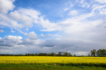 Clouds above rapeseed field.
