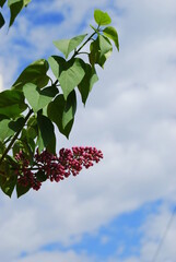 lilac against a blue sky