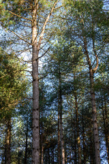 Obraz premium Conifer trees in winter sun against a blue sky.