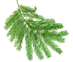 Green leaves mimosa isolated on white background