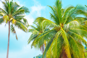 Tropical landscape. Beautiful luxurious tops of coconut trees against the blue sky. Tourism and travel in Asia