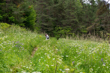 Obraz na płótnie Canvas Beautiful footpath through the forest meadow