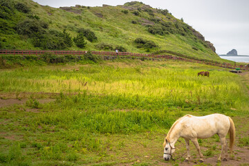 제주도 용머리 해안, 풀을 먹고 있는 말이 있는 한가로운 오후 풍경