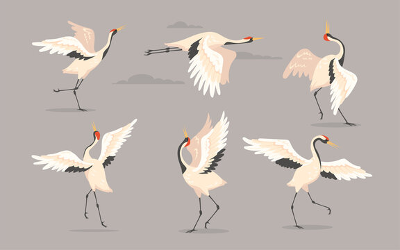 Japanese crane set. White oriental heron or stork, bird flying, dancing or walking with spread wings isolated on grey. Vector illustration for nature, wildlife, wild animal concept