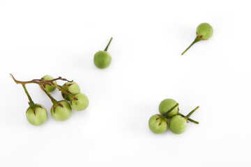 Solanum torvum ,Turkey berry on white