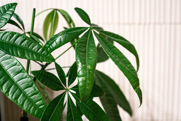 観葉植物と白い壁,インテリアイメージ