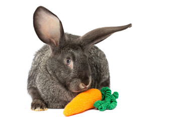 Big gray rabbit with toy orange carrot white background