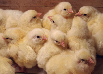 Yellow broilers Ross-708 in a wooden box. Three day old chicks. Close-up. Selective focus.