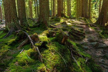 Magic sunny forest.