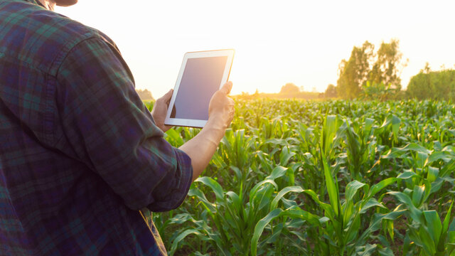 Farmer in vegetable garden green salad growing.