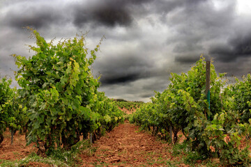 Naklejka premium Vineyard in La Rioja, a trip to taste wine. Planting on a cloudy day with the threat of rain.
