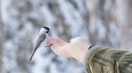 Wild birds eating from hand in winter forest