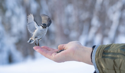hand feeding the birds.Hand feeding birds in winter forest