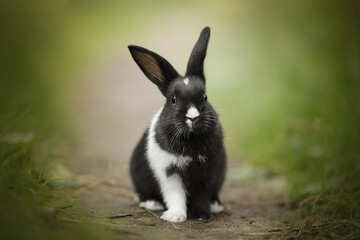 black bunny sitting on the green grass