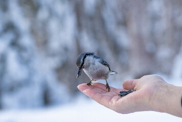 hand feeding the birds.Hand feeding birds in winter forest