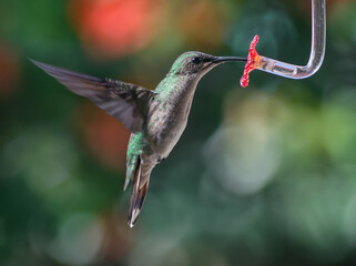 The Hummingbird Feeding