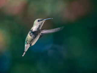 Flying Bird