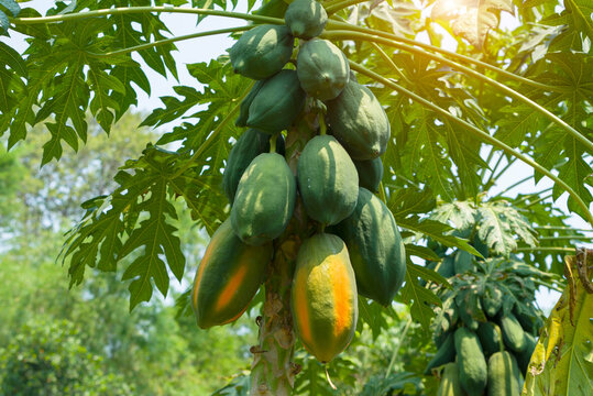 Photo close up of papaya tree with green fruits