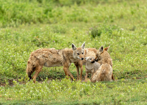 The golden jackal (Canis aureus) family in Ngorongoro Crater floor, Unesco World Heritage Site in Tanzania, Africa.