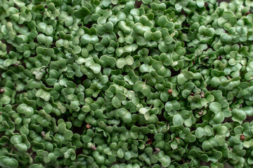 microgreen foliage background. Close-up of broccoli 6 days microgrin. Seed germination at home. The concept of vegan and healthy food.