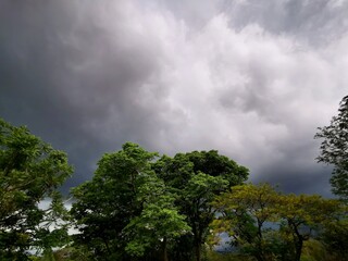 Obraz premium dark clouds over a tree canopy