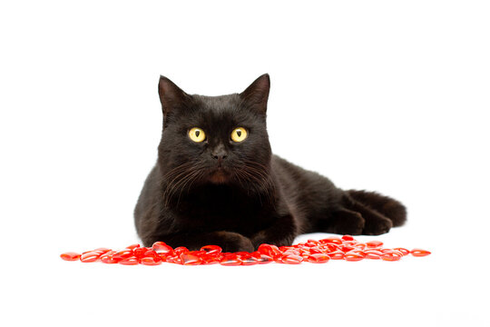 cute black cat lies on a white background with a red heart shape in its paws, looks into the camera, close-up portrait. love concept