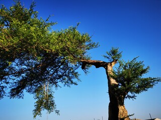 crooked tree and blue sky