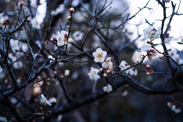 梅の花、夕景。
