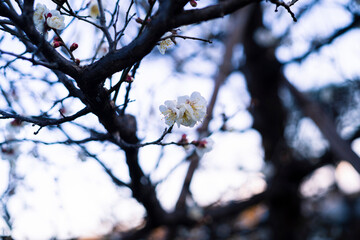 梅の花、夕景。