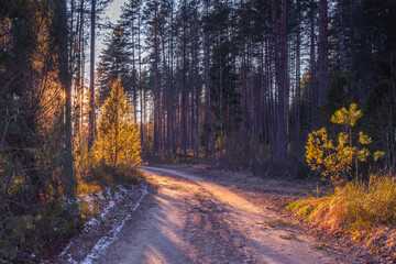 Idyllic pine forest landscape and colorful low sunset light. spring evening walk in the peaceful and relaxing wood with warm light