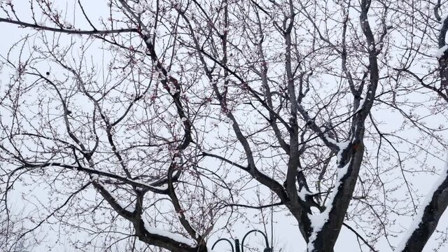 Early blossomed tree and falling snow in slow motion