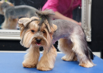 Dog grooming after. Little beautiful dog breed Yorkshire terrier on a table