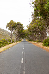 Fototapeta na wymiar Empty open road with avenue of trees in Cape Town