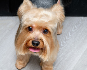 Cute Yorkshire Terrier in front of a close-up portrey with a beautiful haircut in the animal salon