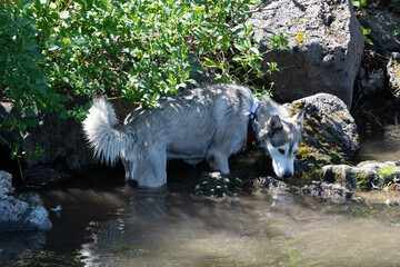 Husky dog in a river looking for fish