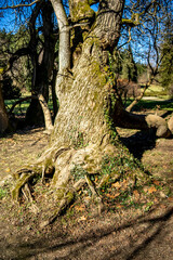 old tree in the park, northern croatia