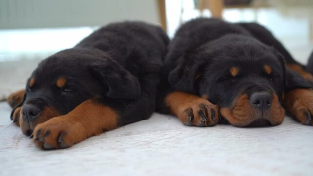 rottweiler puppies sleeping in row on floor at home