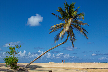 coconut tree