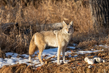 Coyote (Canis latrans), Calgary, Alberta, Canada